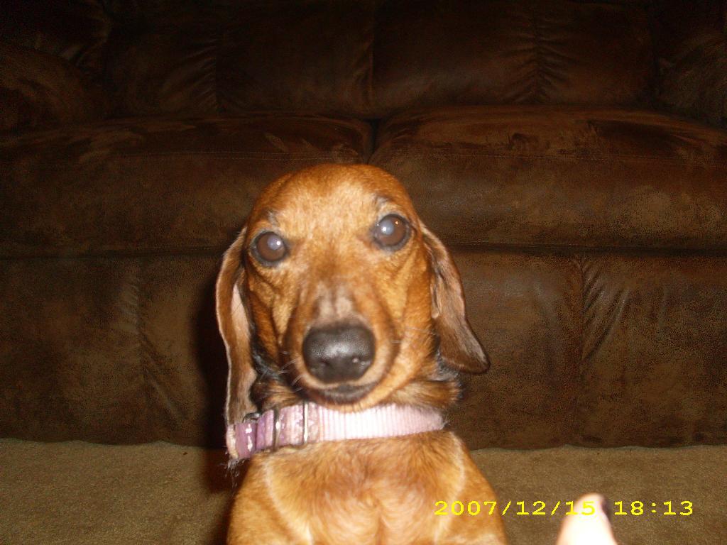 dixie laying around Tags: Dachshund
dixie acting hott