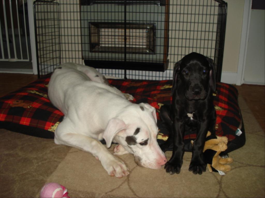 george and mildred at nine months and nine weeks Tags: Great Dane