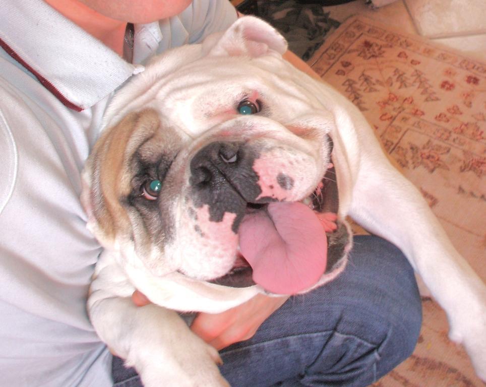  Tags: bull
Bulldog
Bulldog
churchill
dog