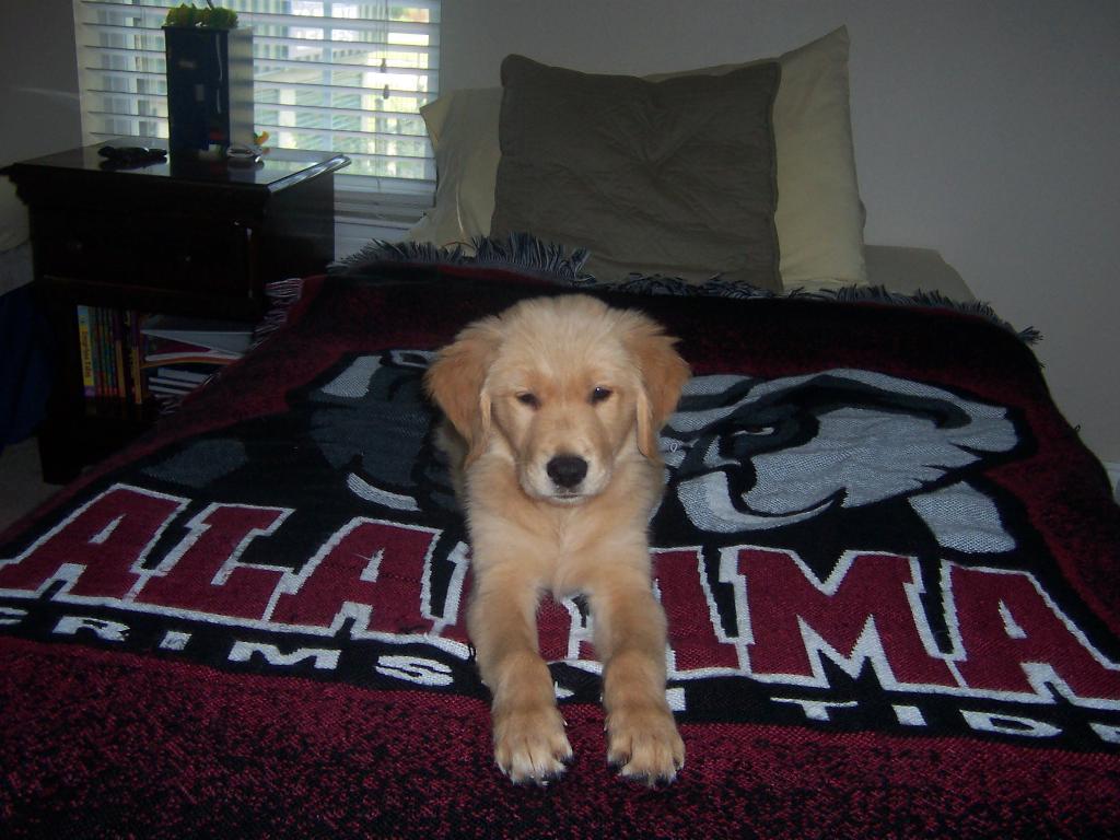 This is my Charlie Boy, he is 12 weeks old and is a true Joy. I got him for Mothers day from my husband and kids. I had to say good bye to my two boys Sonny and Rusty nearly two years ago and I could never fill the void of there loss. Charlie is helping me cope with that, and its funny he is like the perfect mix of the two of them. Tags: Golden Retriever
Sandy's Charlie Boy