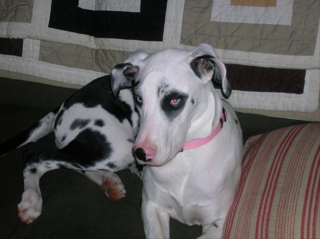 Gracie is a Harlequin Great Dane and will be two years old on September 6, 2008. We love her so much! She's very intelligent and loves other dogs and people. I don't know what I'd do without her! 
Lisa
Carrollton, Texas
July 2008 Tags: Great Dane
Loving companion