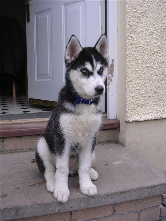 Keisha is a new addition to our family; a little sister for our two german shepherds, Riley and Jay. Tags: Siberian Husky