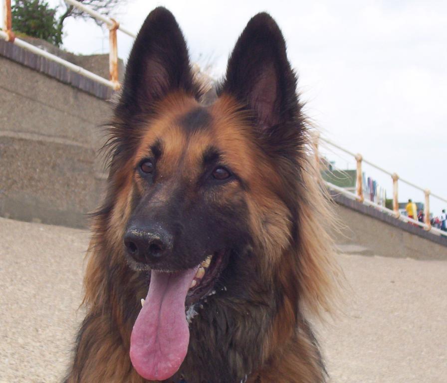 SAGE loves the beach and keeps it on her nose Tags: German Shepherd Dog