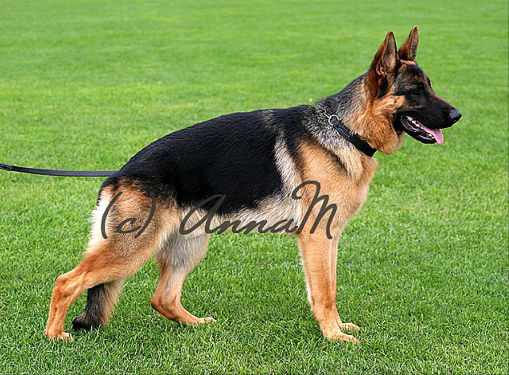 Aireddan T-Rex is being one-year-old in this photo. He may also take part in to dog shows. Tags: Aireddan T-Rex in water
German Shepherd Dog