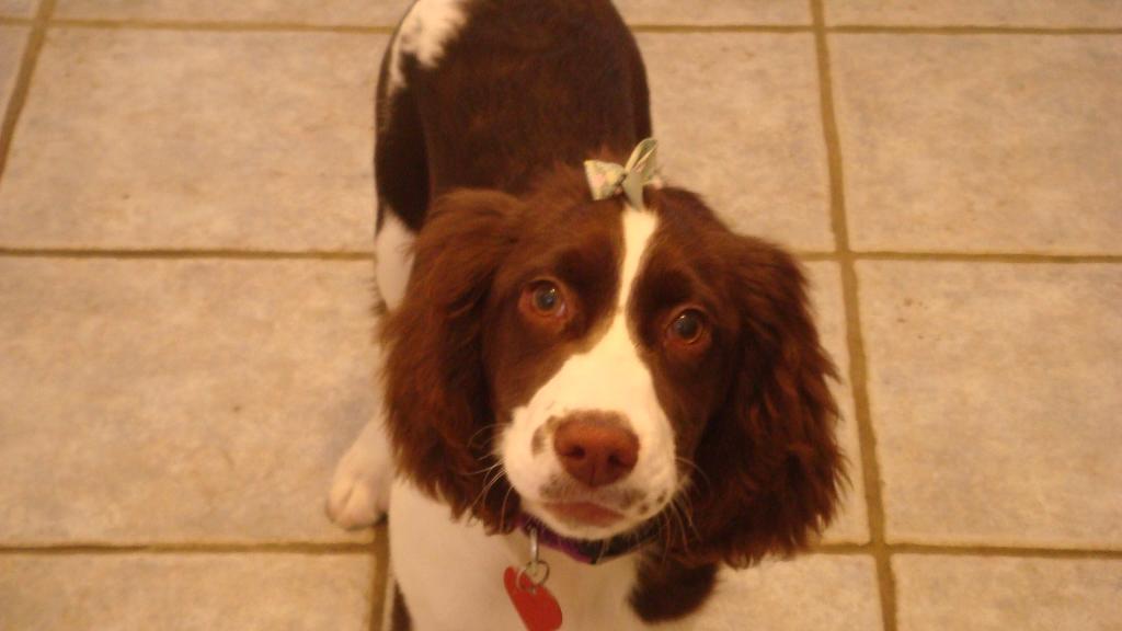 Muffin is a 6 month old Springer Spaniel. She loves belly rubs and is great with kids. She loves people and other animals. She never barks and is extremely smart. She is the perfect dog. Tags: cute
English Springer Spaniel
puppy