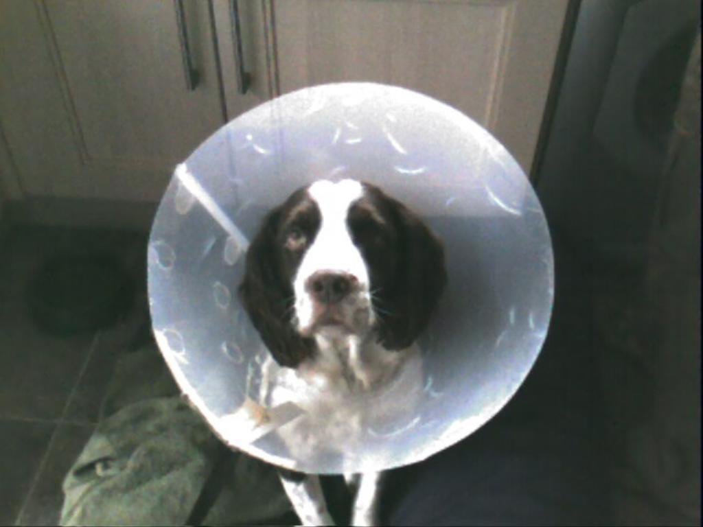 my dog jerry has to be the silliest dog ever
because
he loves ice creams 
he  picks blackberrys using his mouth
and he will eat a ice pop
if that is not weird
i dont know what is
the picture is from when he hurt his slelf Tags: cute beyond compare
English Springer Spaniel