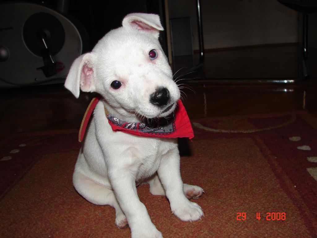 aika is 4 month old jack russell terrier! She is very lovely dog and me and my boyfriend love her so much! Tags: Jack  Russell Terrier