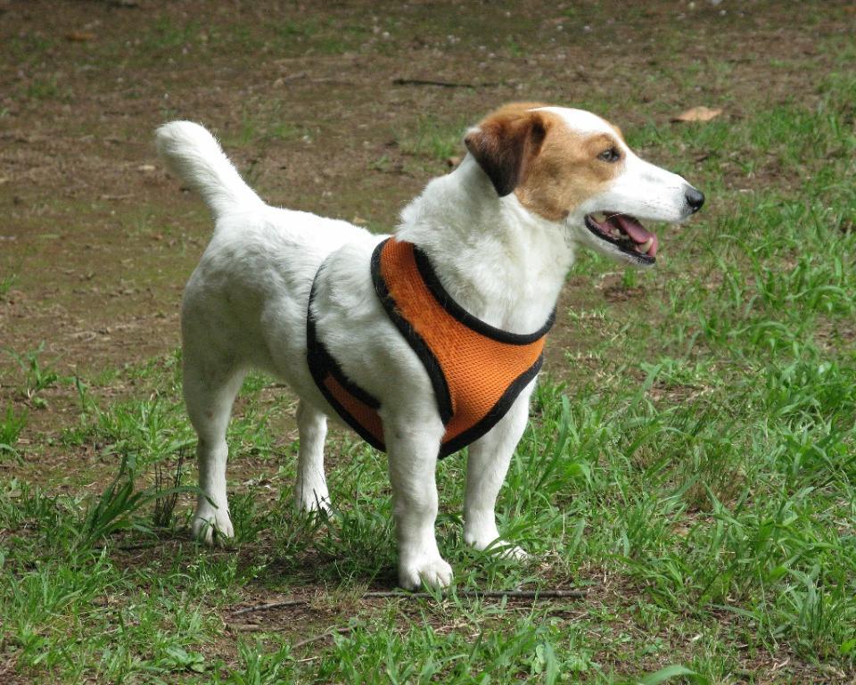  Tags: galloping
Jack  Russell Terrier
JRT
running
zooming