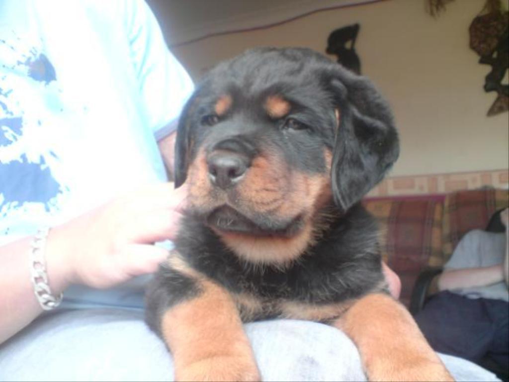 my new puppy a rottyhe is 9 weeks old  but unsure if hes full breed can anyone tell by the photo some people have told me he isnt full because his chest isnt brown enough and his legs arnt long enough can any one tell? Tags: puppy
Rottweiler