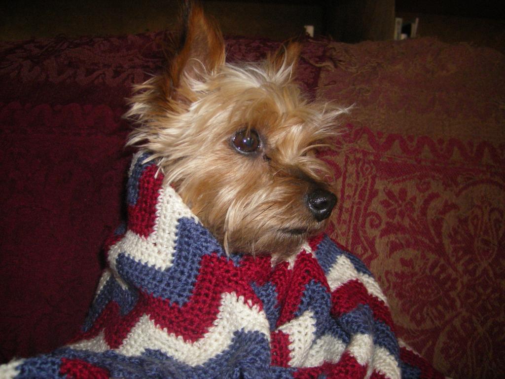 this is our adorable little silky terrior runt pixie. Shes the best dog EVA! pixie very, very, very sadly died just 3 days ago. She was a great companion and was always jumping on your lap and licking. shes the cutest! Tags: Silky Terrier