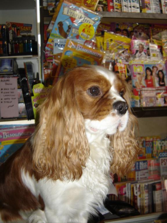  Tags: Cavalier King Charles Spaniel