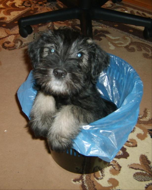  Tags: Standard Schnauzer