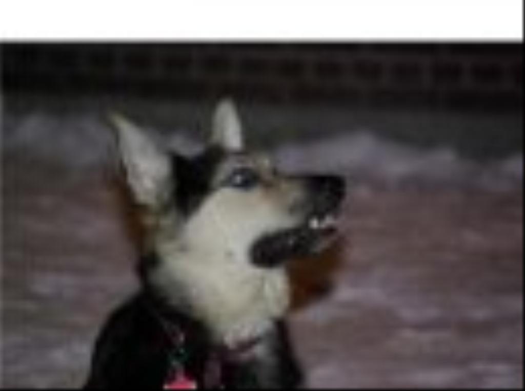 hes 3 years old and is the most gentle giant you will ever meet ... Tags: German Shepherd Dog
jumpinh