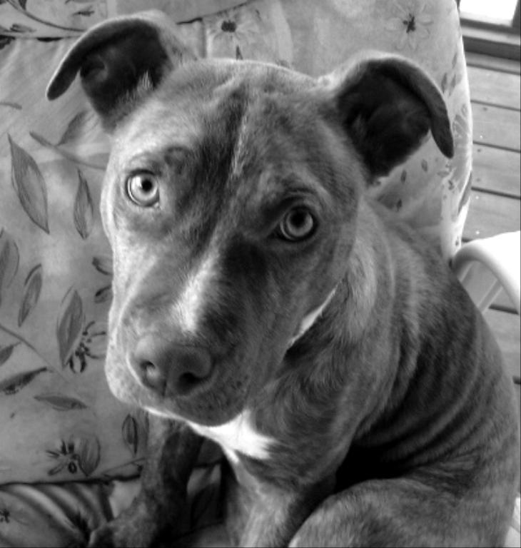 This is Lucy. She is now 3 1/2 years old and just a little cuddle bug! That is her favorite thing to do for sure! Tags: American Staffordshire Terrier
Lucy
what a sweetie!