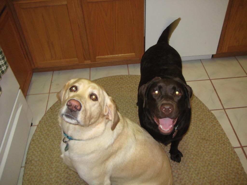 Tags: Labrador Retriever
