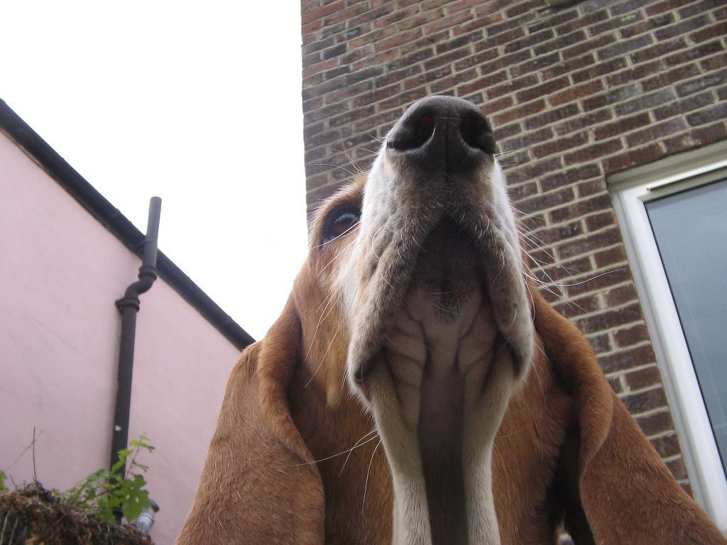 My lovely 4 year old basset Piper! Keeping a watch over her garden and looking very superior! She is a true example of how fantastic bassets are! Tags: basset
Basset Hound
queen funny cute