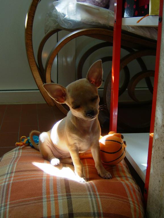  Tags: adorabile
Chihuahua