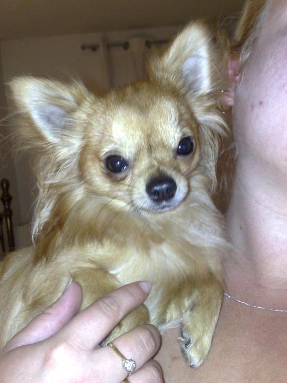 Fudge sitting on my shoulder! Tags: Chihuahua
cutie chi
