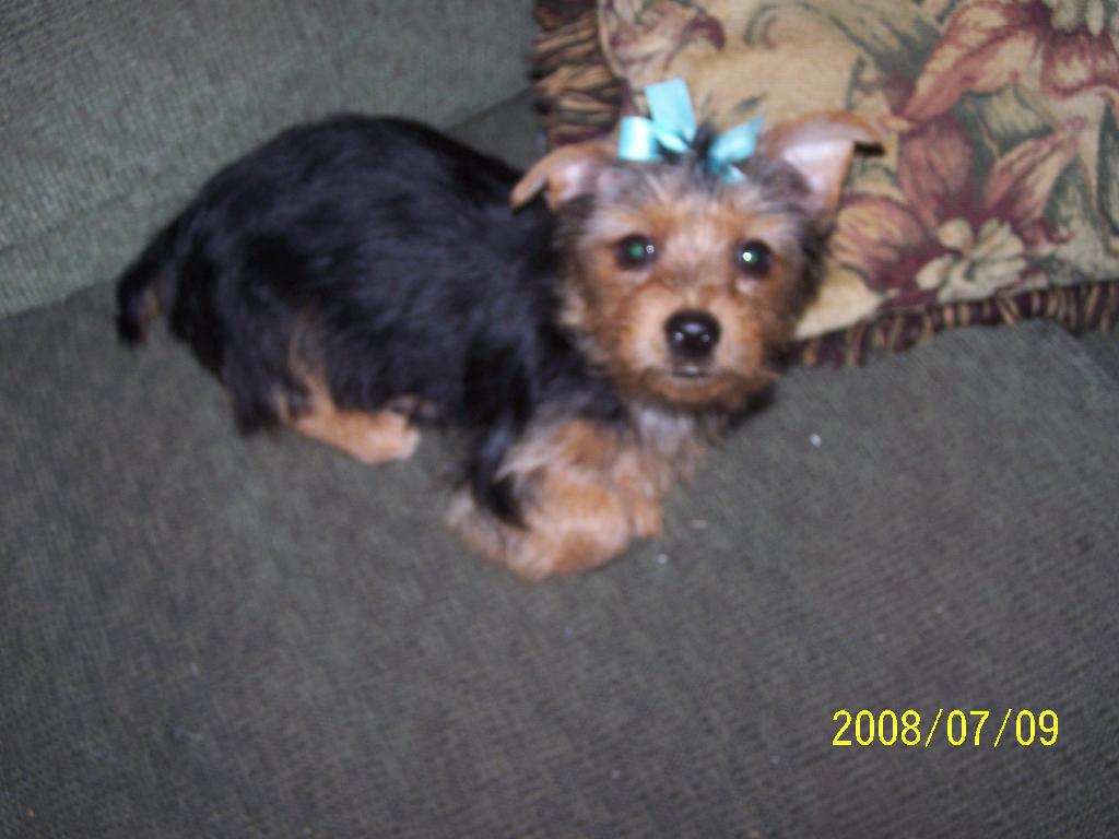 Aby is my 5 year old daughter's baby. She is now 17 weeks old. She is very loving and very alert about everything that concerns her human. We just love her dearly. I am a groomer and said I would never own one of these little ones, but she has stolen my heart from the moment she came into our household. Such a delight! Tags: Yorkshire Terrier