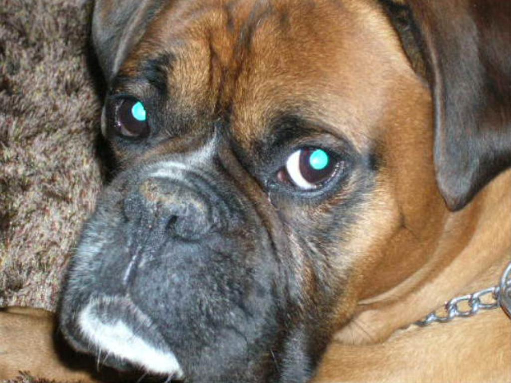  Tags: Boxer