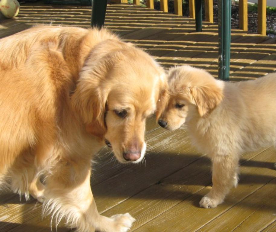 Jetty and Lily 2008 Tags: Golden Retriever
Goldens
Jetty
Lily
