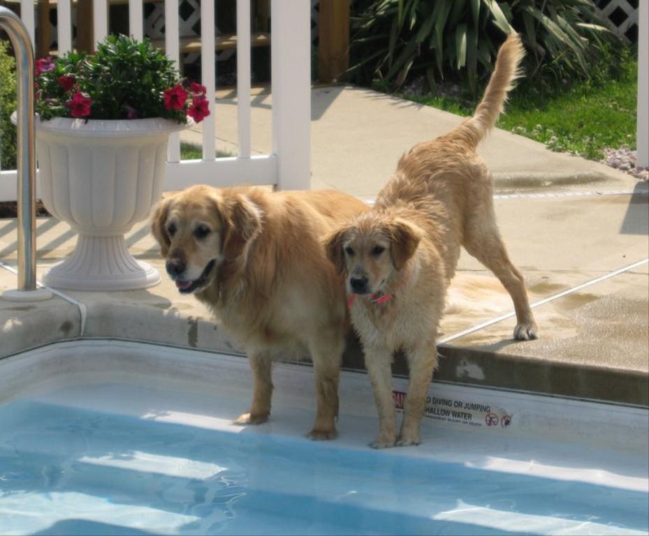 Jetty and Lily racing to the pool. Tags: Golden
Golden Retriever
Jetty
Lily