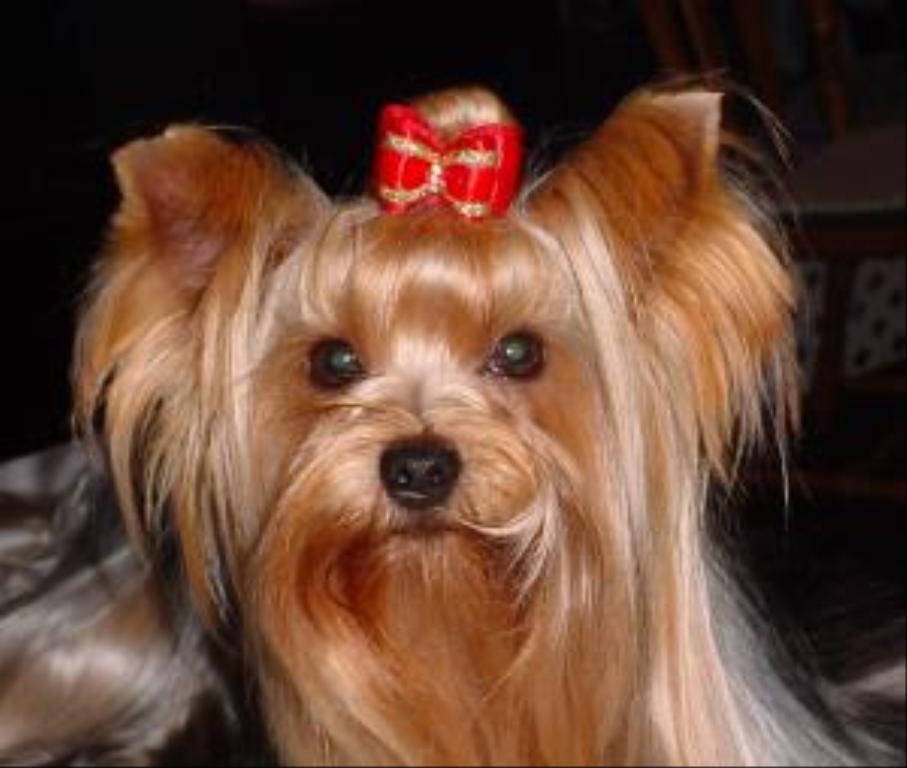 shes a little cuteee
shes my uncles but shes adorable
my uncles gonna give it me when i go back next yr
for a holidai Tags: IRA
Yorkshire Terrier