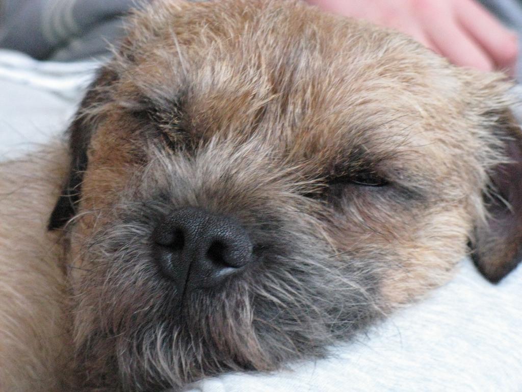 Chilli is from Denmark, and is a 3 years old male. Love that breed Tags: best dog
Border Terrier
funny
happy
loverable