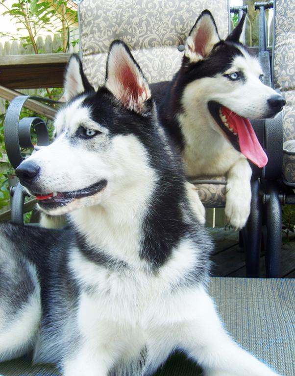 These are our Nina and Shiloh...
Always ready for a close up!...
Sandy Tags: CUTE DOGS
GORGEOUS DOG
Siberian Husky