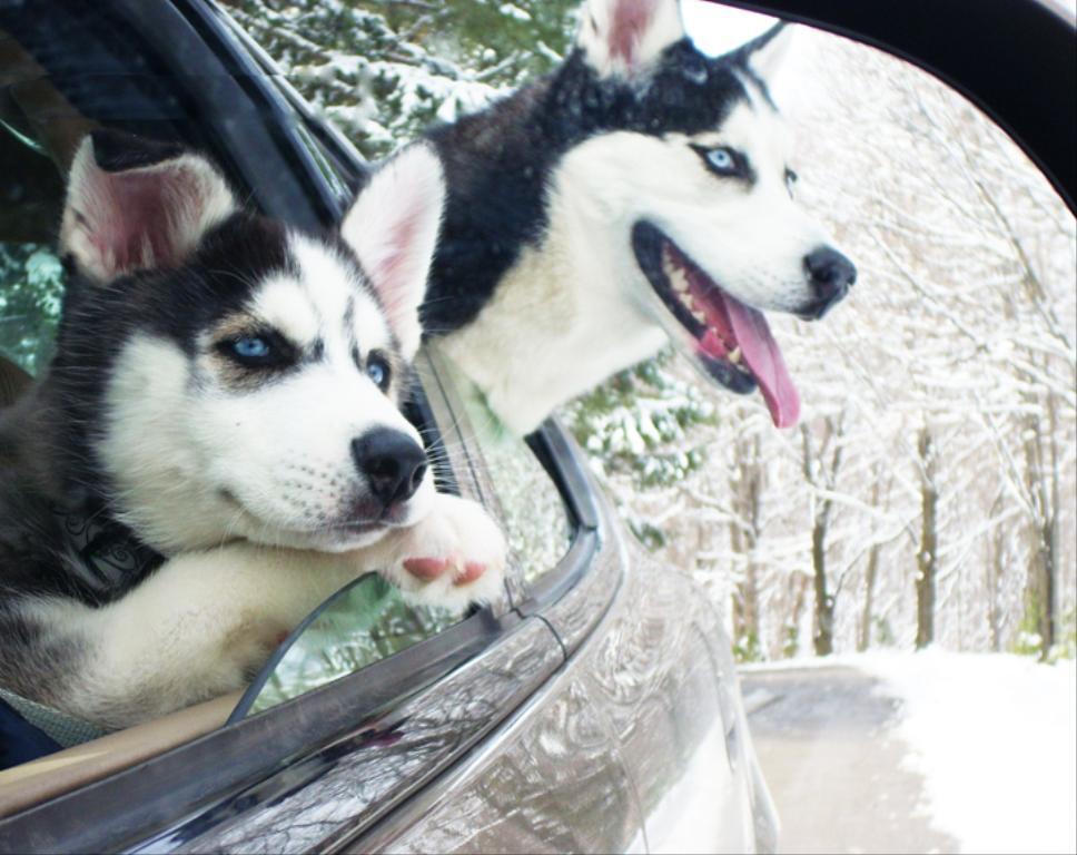 These are our gorgeous babies... Nina and Shiloh on their first car ride after Shiloh got home!...
Sandy Tags: CUTE DOGS
gorgeous dogs
Siberian Husky