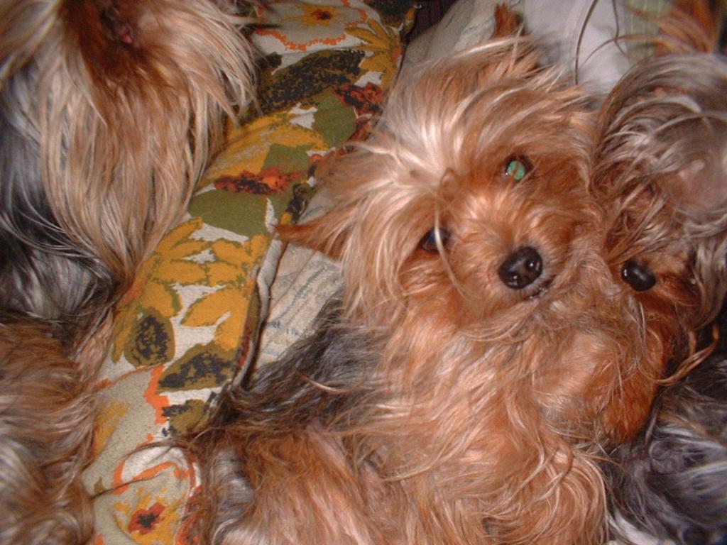  Tags: Yorkshire Terrier