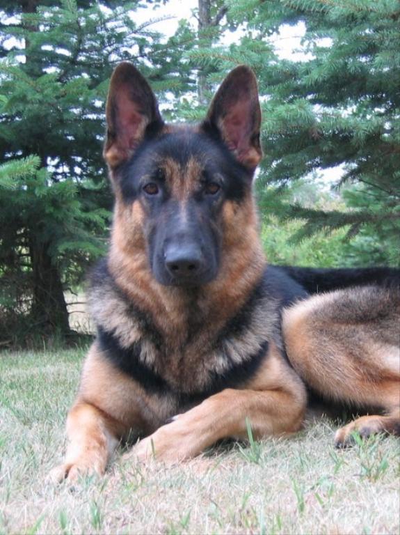 Owners: Steve and Karen Quinlivan, Indiana, USA, quinsk@verizon.net Tags: German Shepherd Dog
german shepherd dog