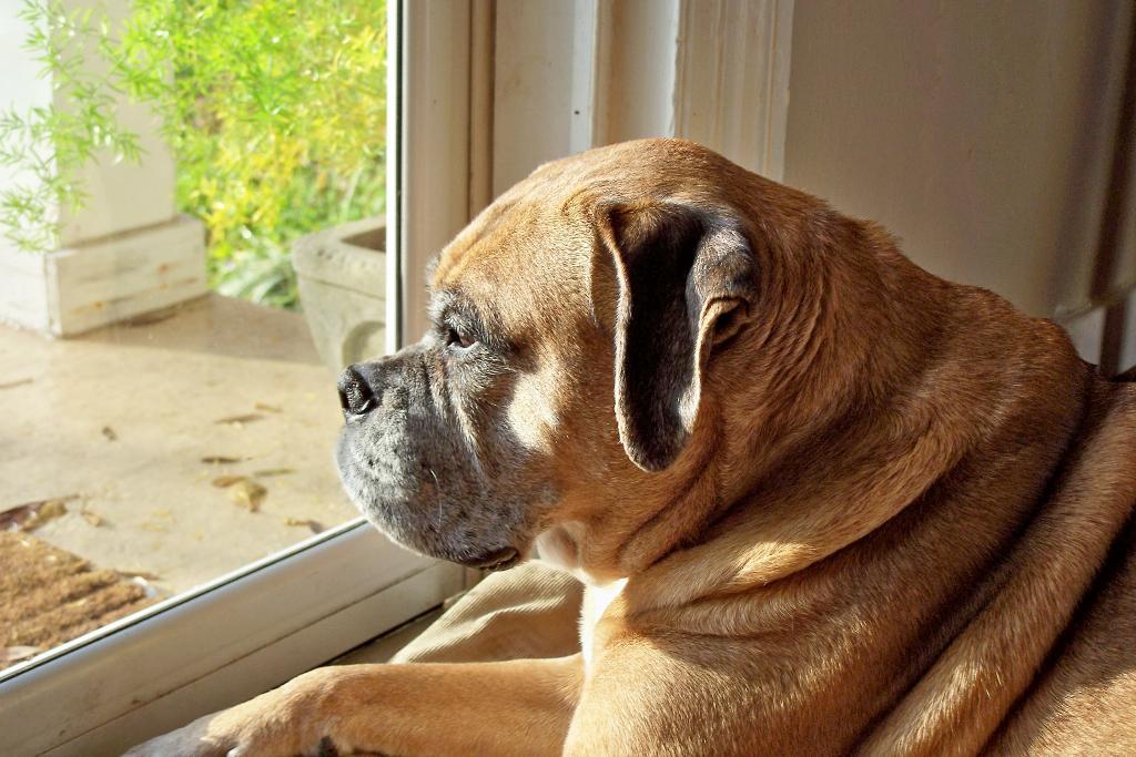 Millie is The. Greatest. Dog. On. Earth. She's such a wonderful companion- so soulful, so sweet and infinitely entertaining with her uniquely boxer expressions and antics. She rocks! Tags: Awesome dog
Boxer