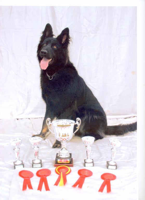  Tags: German Shepherd Dog