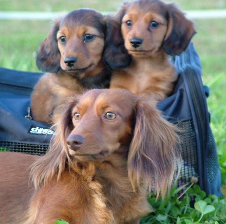 this is fifi she is 8 here with her sons pork chop, and jerry about 4 years ago she was the best mom Tags: Dachshund
the best