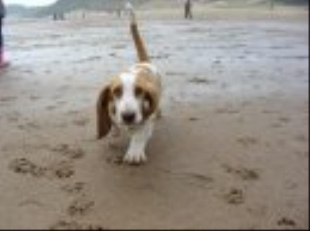 my lovely pup geroge now nearky 8 mths old and almost ten times as big (and heavy!) bassets are amazing dogs and he is such a part of our family and we love him oodles! Tags: Basset Hound