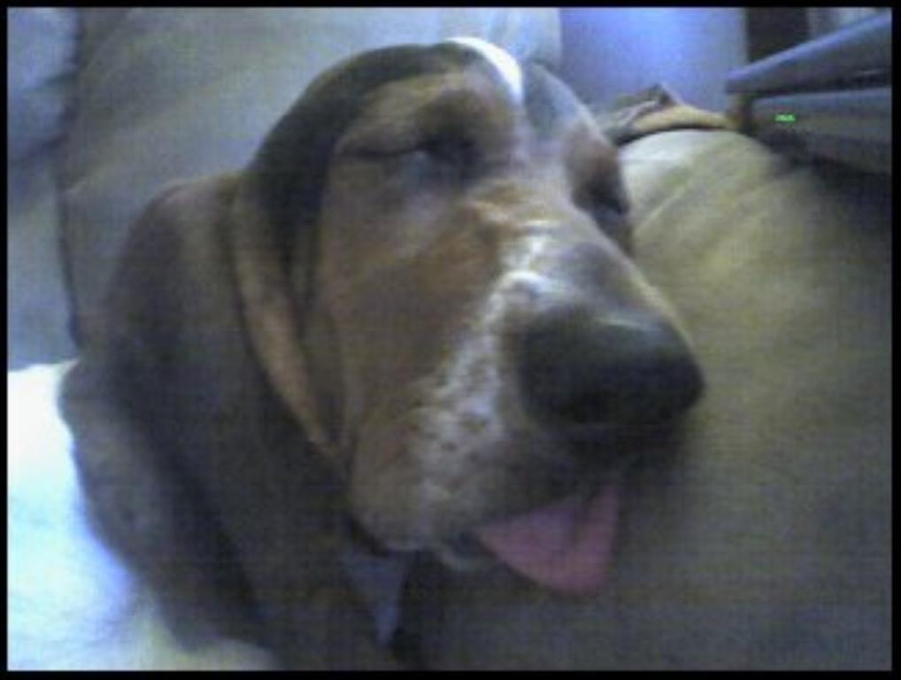 this is my loving baby suzie she is my world and shes helping me over come being sick everyday of my life shes a gift from God! Tags: Basset Hound