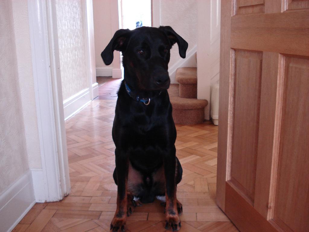 This is a photo of our 1yr old beauceron.  He is a very playful, protective and a highly intelligent dog, a pleasure to own! Tags: Beauceron