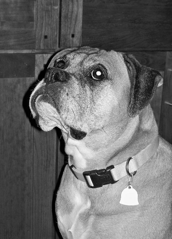 Millie is my first boxer, and she is such a wonderful dog! She is the sweetest, funniest and smartest dog ever. Her boisterous personality keeps me laughing all the time. Tags: Awesome dog
beautiful
Boxer
Boxer