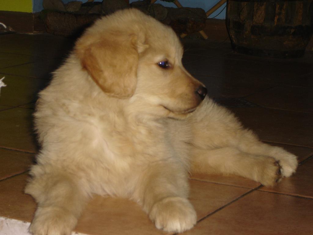 My name is Anay, I’m a 2 month old golden retriever  from Chile. Tags: Golden Retriever