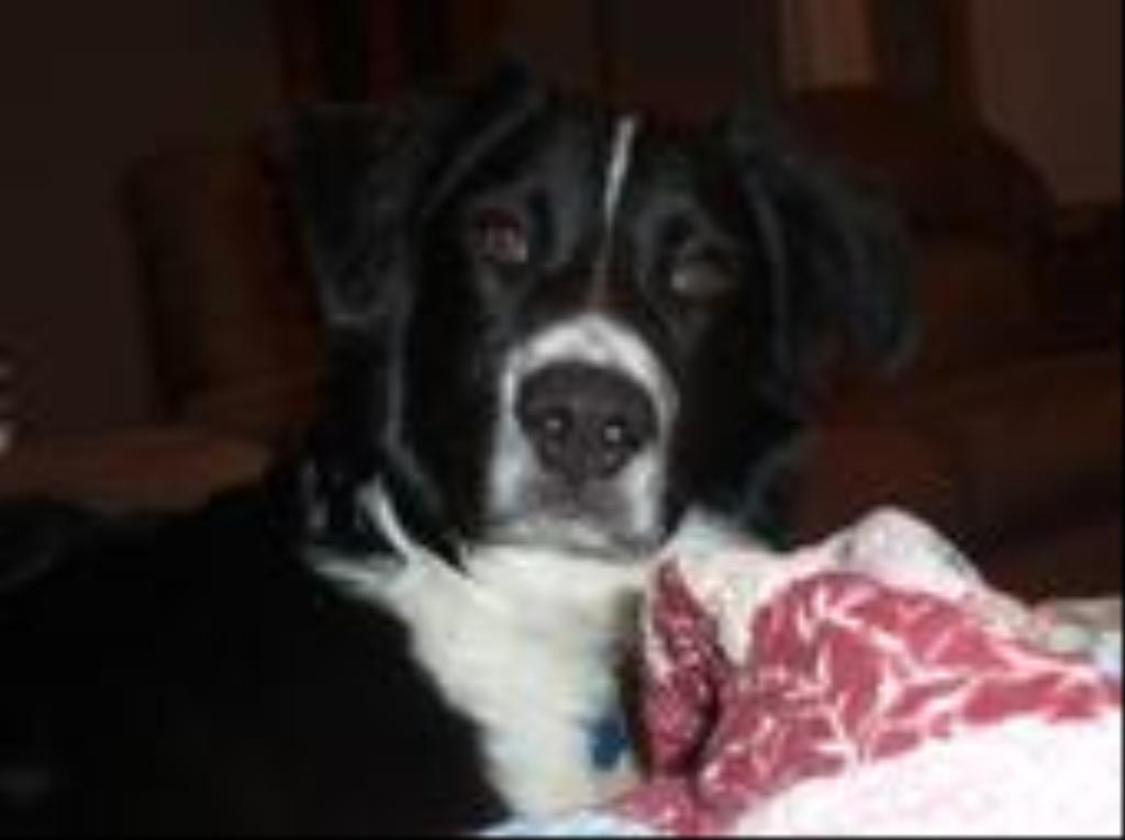 Wyatt Tags: Australian Shepherd