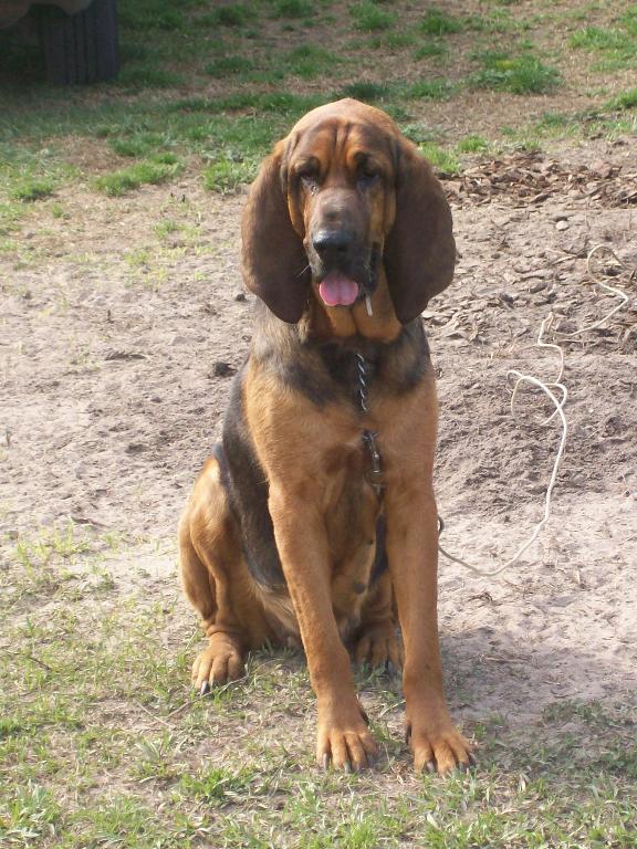 Jezebelle, our female bloodhound.  A quiet beauty, inherited from a dear friend.  She had a litter of 12 this spring~ was expecting when she came to us~ we kept one puppy, Ursula. Tags: Bloodhound
bloodhound
female
mama