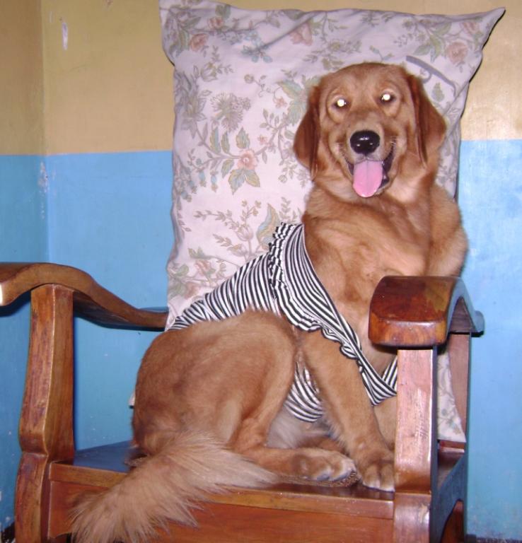 Loves to dress-up & pose on cameras. Sweet, lovely, intelligent, hyper-active & gentle to everyone. Loves to watch tv with mommy & daddy on weekends. Pampered with dozen of toys & treats! Tags: Casey
Gold
Golden
Golden Retriever
Golden Retriever