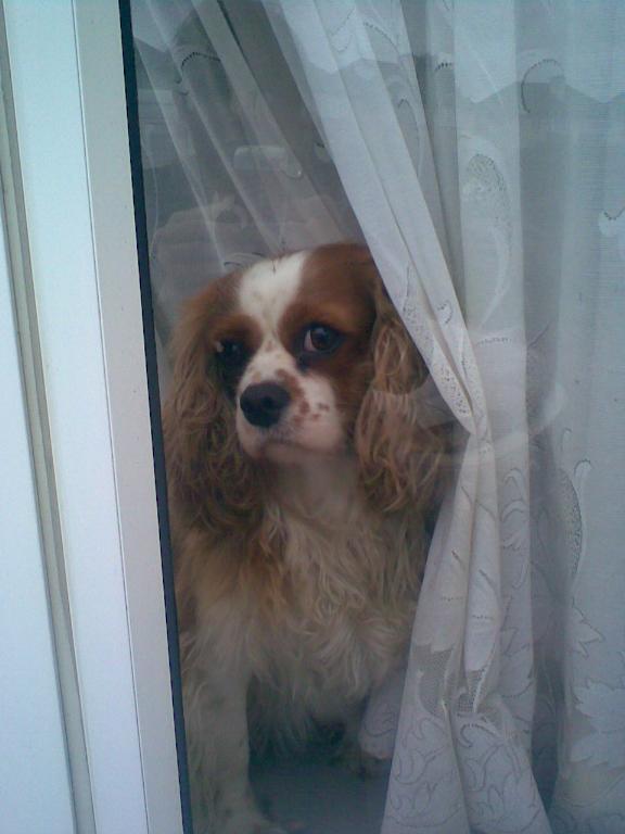 My gorgeous Cavalier Angel Tags: Cavalier King Charles Spaniel