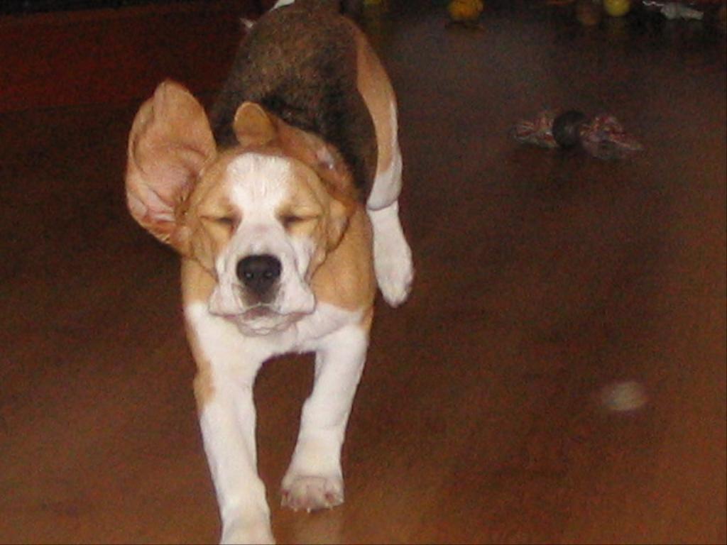  Tags: Beagle
