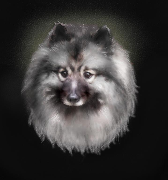 One of my recent pet portraits, of a lovely keeshond called Shadow
Wilde About Animals Custom Pet Portraits
Sarah Wilde
www.wildeaboutanimals.com Tags: custom
Keeshond
portrait
sarah wilde