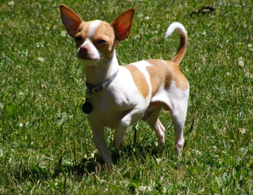 Spud is a teacup who thinks he is a big boy.  I never wanted such a small dog but when somebody left him for dead at four weeks old at the vet clinic I worked at it was love at first feeding! Tags: Chihuahua
little prince