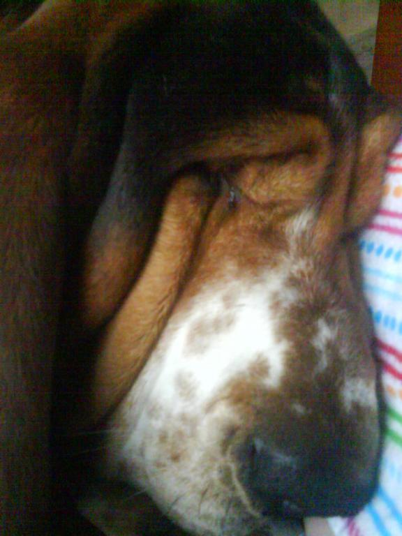 lool he cwalifud 4 crufts n rules over all
xx lovee him n
if youu say urs is betta he will eat it hahahaha Tags: Basset Hound
ii lovee myy doogg toobyy  xxxx 44everrboo