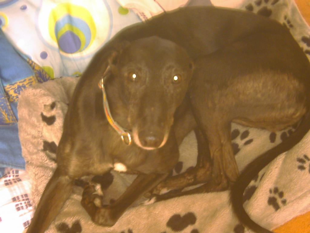  Tags: Greyhound