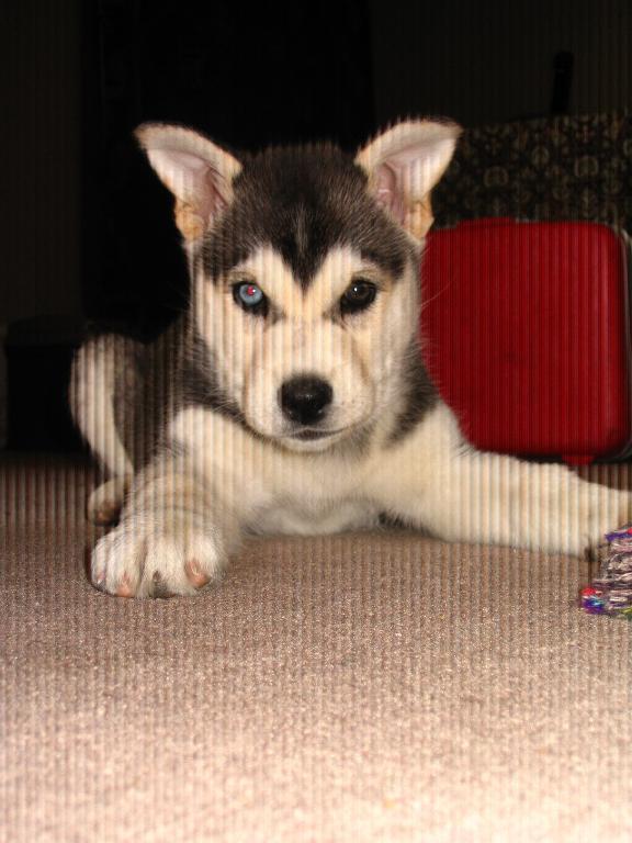 3/4 siberian and 1/4 german shepherd. Tags: cute
Siberian Husky